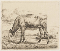 TvB G 3022
          <br/>
          Kalf, grazend
          <br/>
          <em>Velde, Adriaen van de (1636-1672)</em>